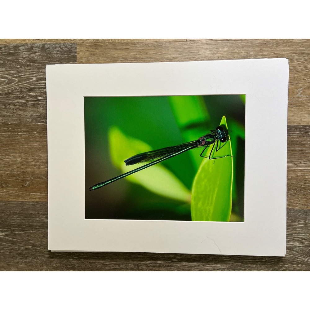 Damselfly Photography 20x16 Green Macro Nature Wall Art